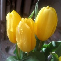 Букет из солнечных тюльпанов :: Елена Семигина