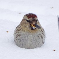 - Эй, фотограф, огонька не найдётся? :: Константин Ординарцев