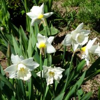 Нарциссы в апреле... :: Тамара (st.tamara)