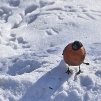 Снигирь :: юрий Амосов