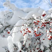Красивая зима :: Алла Захарова