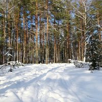 Снежный февраль :: Милешкин Владимир Алексеевич 