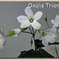 OXALIS TRIANGULARIS :: OLLES 