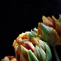 Пионовидные тюльпаны :: Avada Kedavra! 