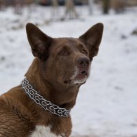 Моя собака :: Сергей Захаров