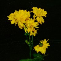 Мои цветочки :: Ксения Забара