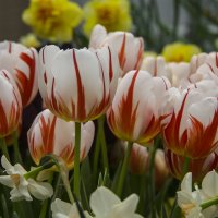 Тюльпаны :: marmorozov Морозова