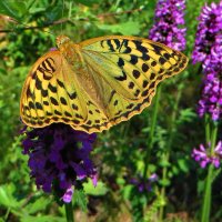 Перламутровка пандора (лат. Argynnis pandora) :: vodonos241 