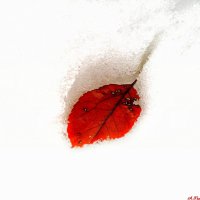 И прожигают листья прошлогодний снег.. :: Андрей Заломленков