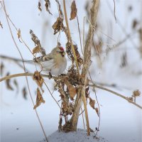 Спряталаь :: Нина Кутина