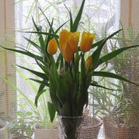 Букет тюльпанов жёлтых :: Дмитрий Никитин