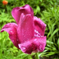 цветок после дождя :: Eva Ivel