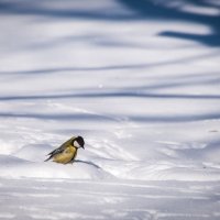 "...и что я тут делаю?" :: Владимир Безбородов