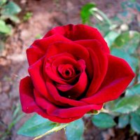 Красная роза :: Марина Таврова 