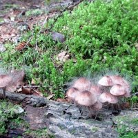 Необычные грибы -1 :: Лариса Брагунец