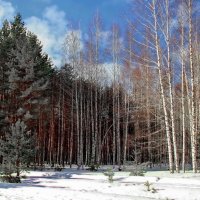 За несколько дней до апреля... :: Лесо-Вед (Баранов)