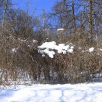 Деревья в снежных шапках :: Татьяна Лобанова