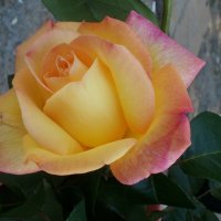 Желтая роза :: Марина Чайкина