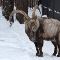 Сибирский горный козел :: Владимир Шадрин