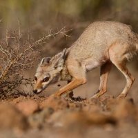 indian fox :: ian 35AWARDS