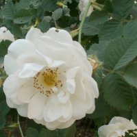 Белая роза :: Марина Чайкина