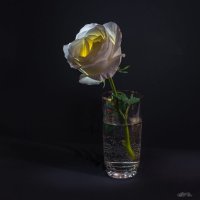 Счастливая белая роза :: Владимир Шамота