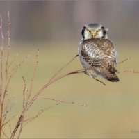 На отдыхе :: Анна Солисия Голубева