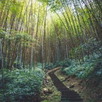 Bamboo forest :: Alena Kramarenko