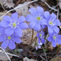 Милые весенние цветы :: lady v.ekaterina