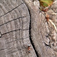 Путешествие муравьишки :: Нина Корешкова
