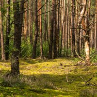 Лес в Республике Беларусь :: Игорь Сикорский