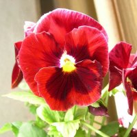 Viola tricolor 5 :: Андрей Lactarius