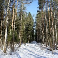 Последний день марта в Ржевском лесопарке :: Елена Павлова (Смолова)