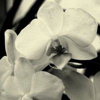 Орхидея в монохроме :: Сергей Карачин