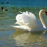 Белые лебеди - птицы прекрасные!.... :: Galina Dzubina