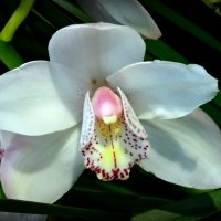 Орхидея :: Наталия Короткова