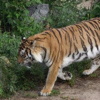Задумчивый тигр :: Владимир Субботин