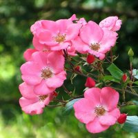 Светом солнечным счастлива – розы розовой мечта! :: Татьяна Смоляниченко