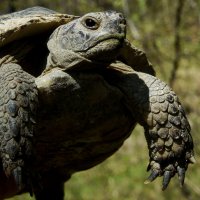Кавказская лесная черепаха :: Алексей Golovchenko