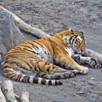 Бенгальский тигр :: Татьяна Ларионова