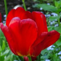 Красный тюльпан :: Милешкин Владимир Алексеевич 