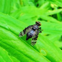 **Platystoma (лат.) — род мух из семейства платистоматид (Platystomatidae)** :: vodonos241 