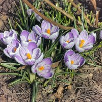 Первые цветы апреля, в Толгском монастыре :: Николай Белавин