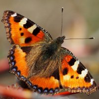 апрельская Крапивница Aglais urticae (Linnaeus, 1758) 5 :: Александр Прокудин