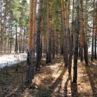 В апрельском лесу.. :: Андрей Заломленков