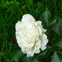 Белая роза на церковном дворе :: Милешкин Владимир Алексеевич 