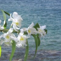Орхидея и море :: Ирина Приходько