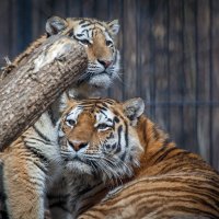 Амурские тигры :: Владимир Габов