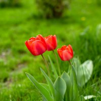 Красные тюльпаны :: Николай Николенко