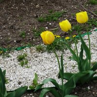 Весна. Первые желтые тюльпаны :: татьяна 